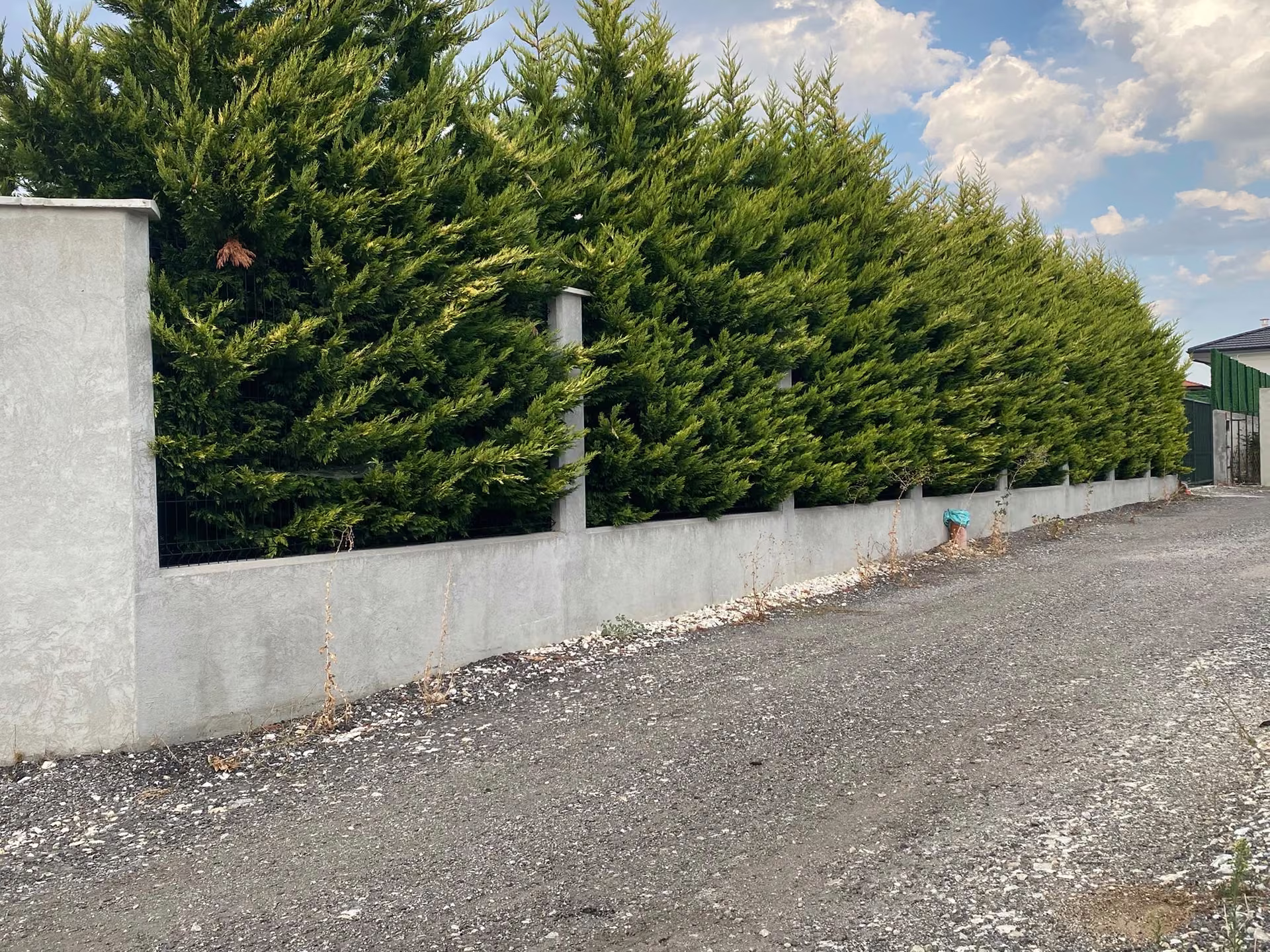 Seto de privacidad junto a un muro de hormigón